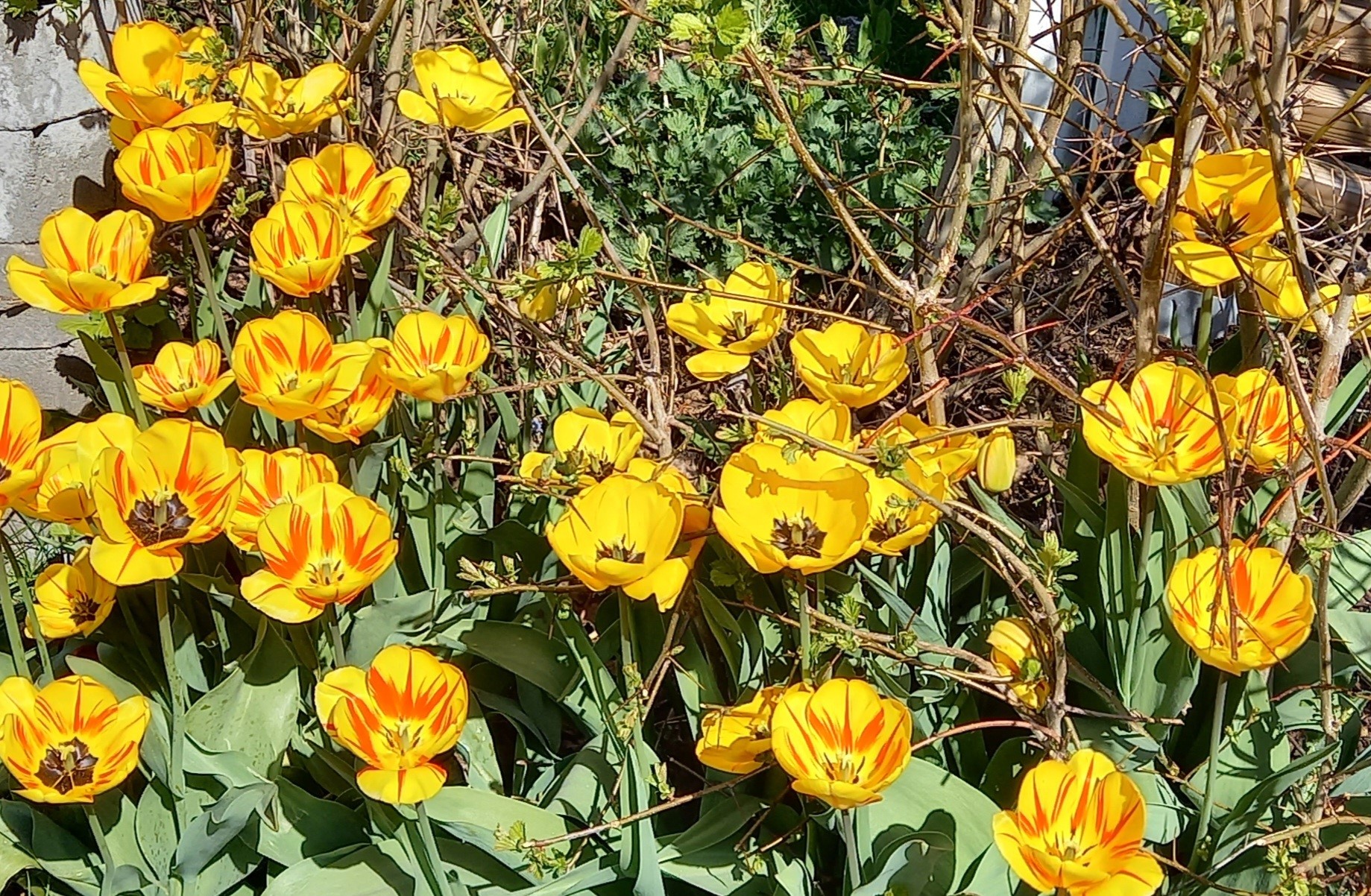 Tulppaanit